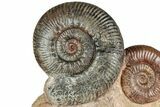 Free-Standing Fossil Ammonite (Hammatoceras) Pair - France #227340-3